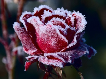 Как правильно укрыть розы на зиму?